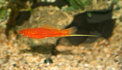 spearman male fish in profile