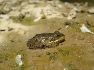 Grenouille verte