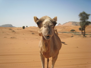 Kamel in der Wüste Dubai / Camel in the desert Dubai