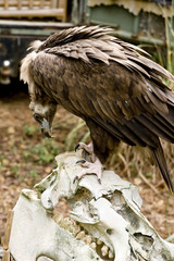 buzzard standing on skull