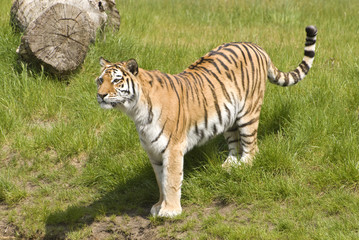 Fototapeta na wymiar Siberian Tiger (Panthera Tigris Altaica)