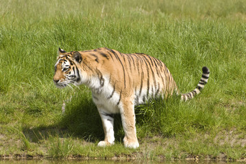 Naklejka na ściany i meble Siberian Tiger (Panthera Tigris Altaica)
