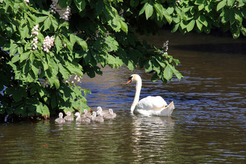 Obraz premium Swan and her sgynets