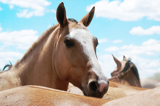 Caballo Marron