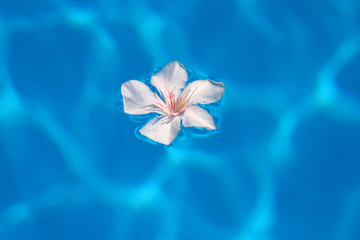 blaues wasser, weiße Blüte
