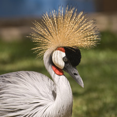 Fototapeta premium Grey Crowned Crane