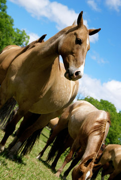 Caballos en prados verdes