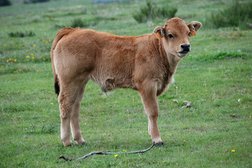 Veau Aubrac