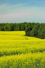 Obraz premium Landschaft im Frühjahr