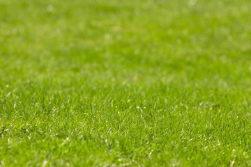 Grass background lit by afternoon sun
