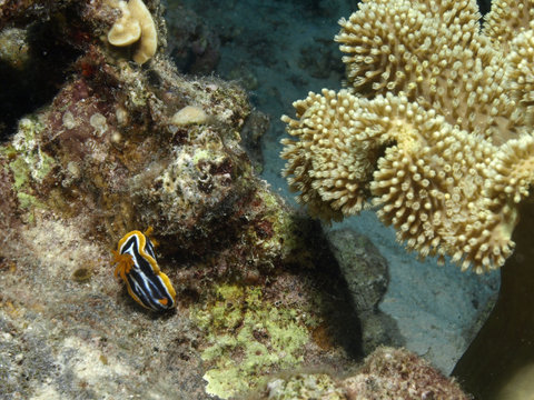 arrecife coralino