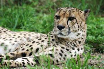 Naklejka na ściany i meble Cheetah in the grass