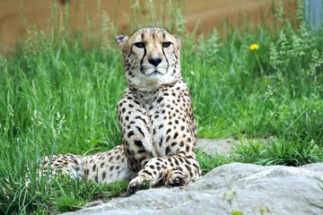 Cheetah