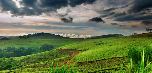 Tea plantation in Uganda