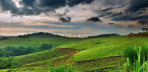 Foto auf Acrylglas Teeplantage in Uganda © Dmitry Pichugin