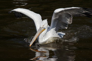 Dalmatian pelican