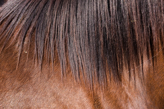 Detail of horse fur and hair on the sun