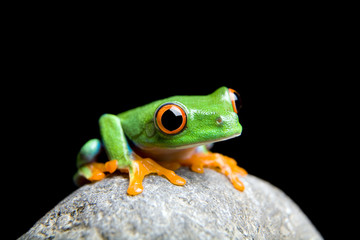 Fototapeta premium curious little frog isolated on black