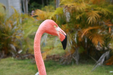 Flamand rose