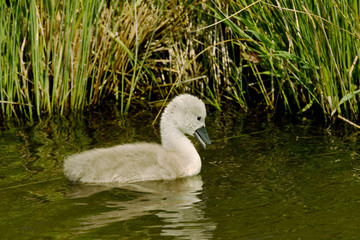 Single Cygnet 