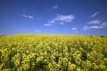Rapsfeld