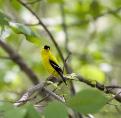 Obraz premium American Goldfinch