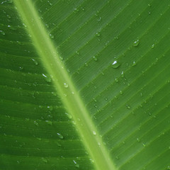 Background of green leaf with rain drops