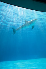 Fototapeta premium Lonely dolphin in aquarium