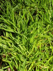 green grass with drops of rain