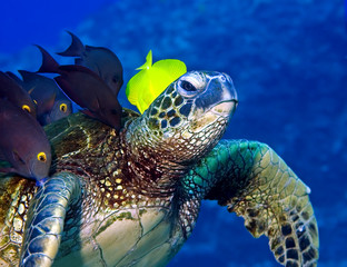 Vissen die de algen op een schildpad eten