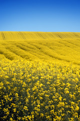 Obraz premium yellow field with oil seed rape in early spring