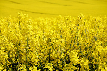 Obraz premium yellow field with oil seed rape in early spring