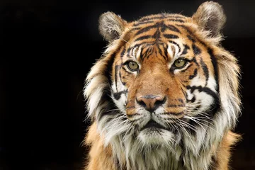 Crédence de cuisine en verre imprimé Tigre Tigre de Sumatra en voie de disparition
