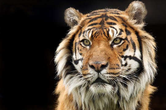 Fototapeta Endangered Sumatran Tiger
