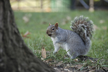 Cute squirrel with hazelnut - 7706624