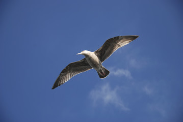 Seagull in sunlight - 7706680