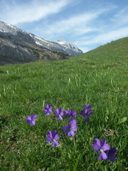 Obraz premium des violettes en montagne