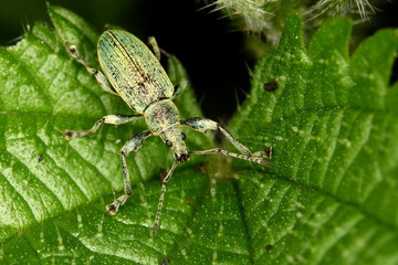 Phyllobius betulae