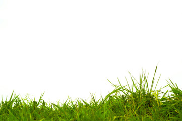 Gras