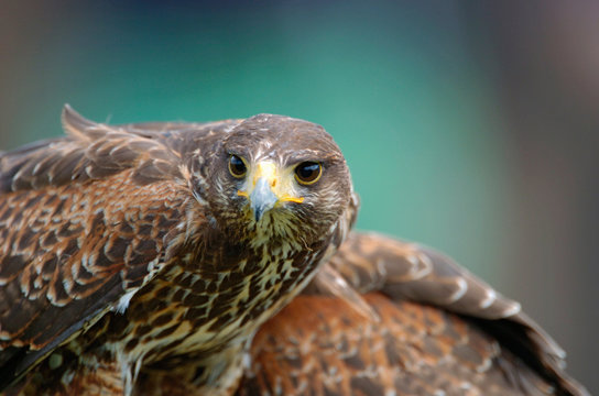 M&auml;usebussard