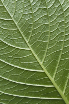 close uo of a green leaf