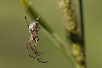 Araignée