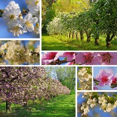 Papier Peint photo Printemps Orchard in spring collage