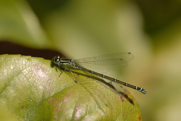 Libellule
