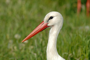 Storch im Portrait