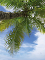 Cocotier