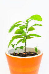 orange tree in a flowerpot
