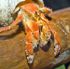 hermit crab crawling on mangrove branch