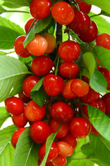 Cluster of cherries on a tree in a garden