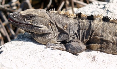 l'iguane,roi du yucatan